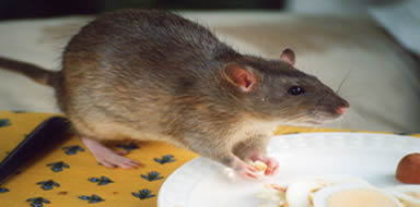 control of rats fife