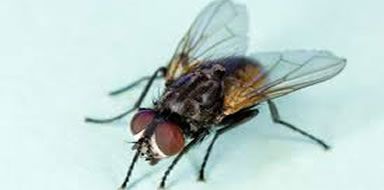 pest problems - flies Fife 
